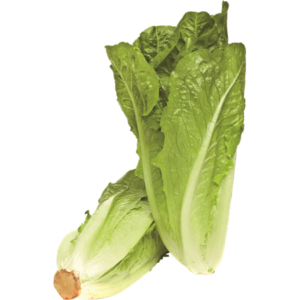 חסה